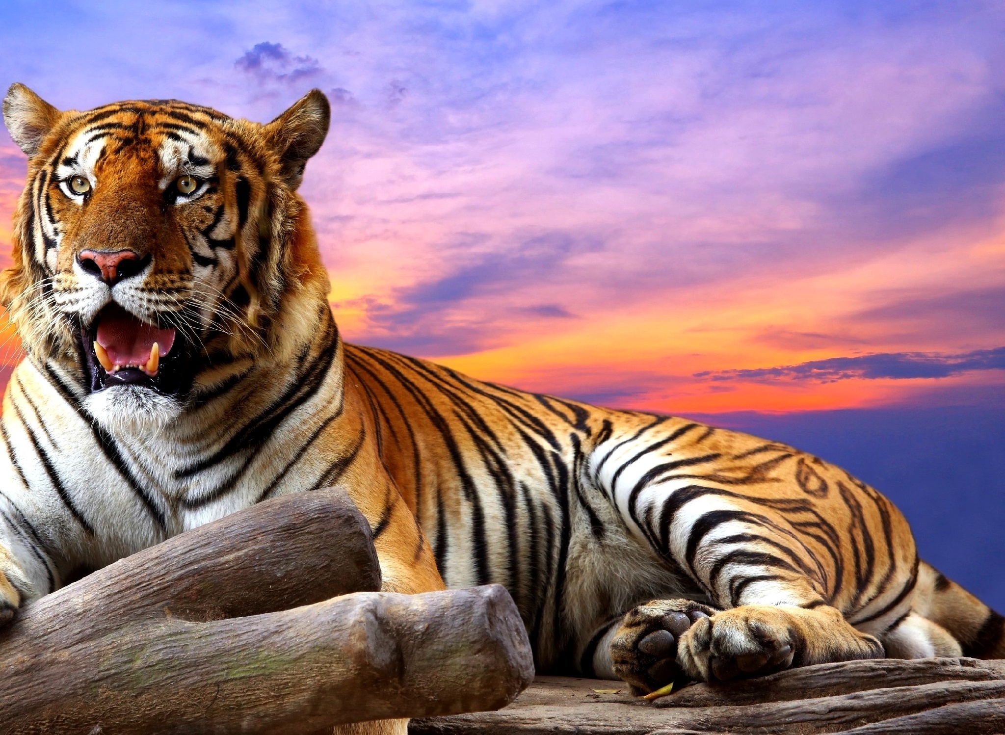 Wallpaper | Animals | photo | picture | tiger, sunset, art