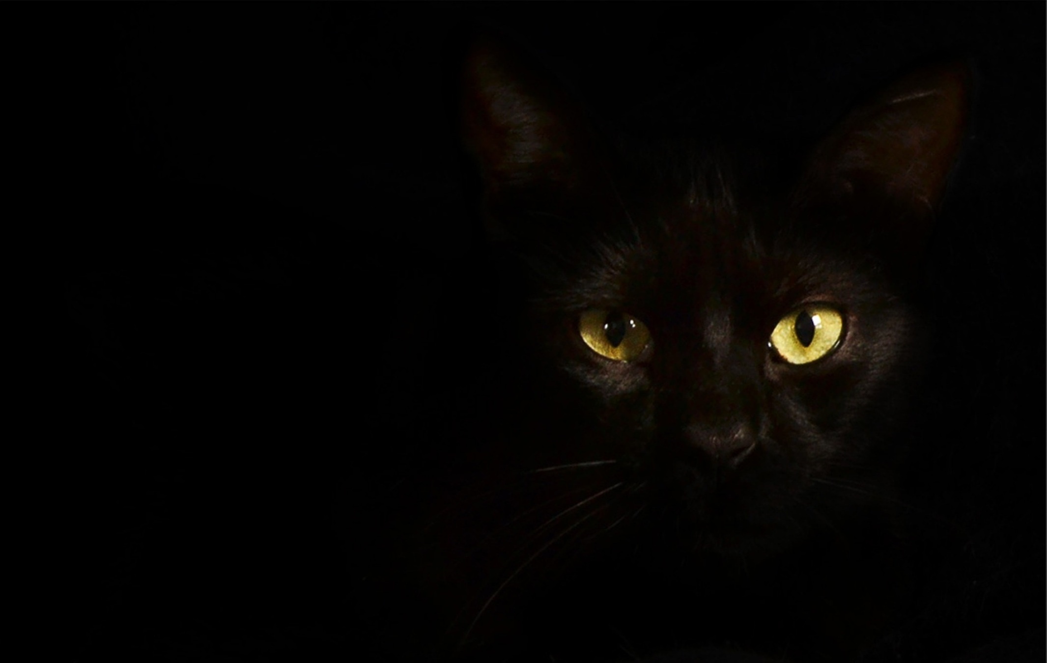 Černá kočička tapeta