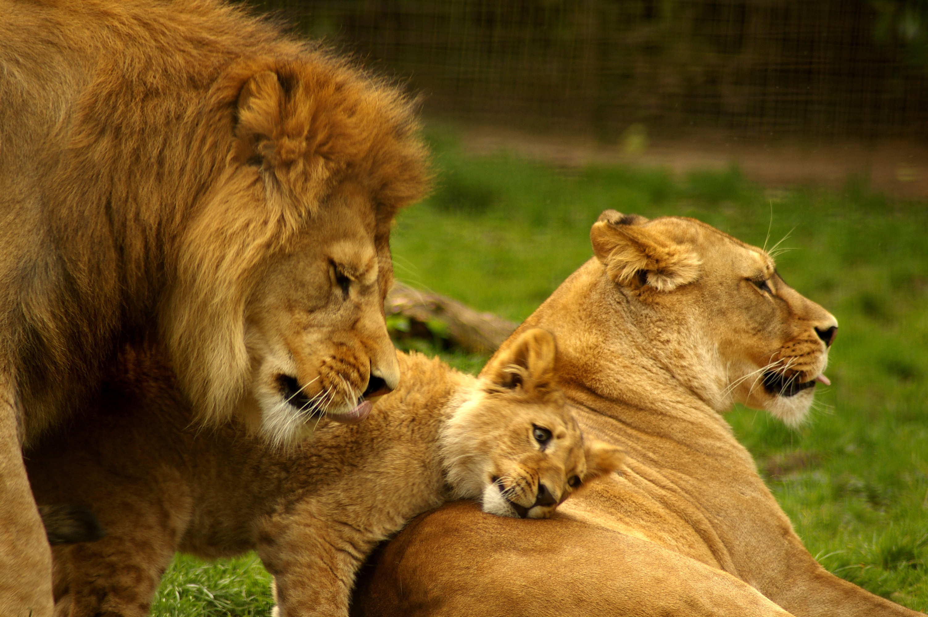 Wallpaper | Animals | photo | picture | lions, family, photo, zoo