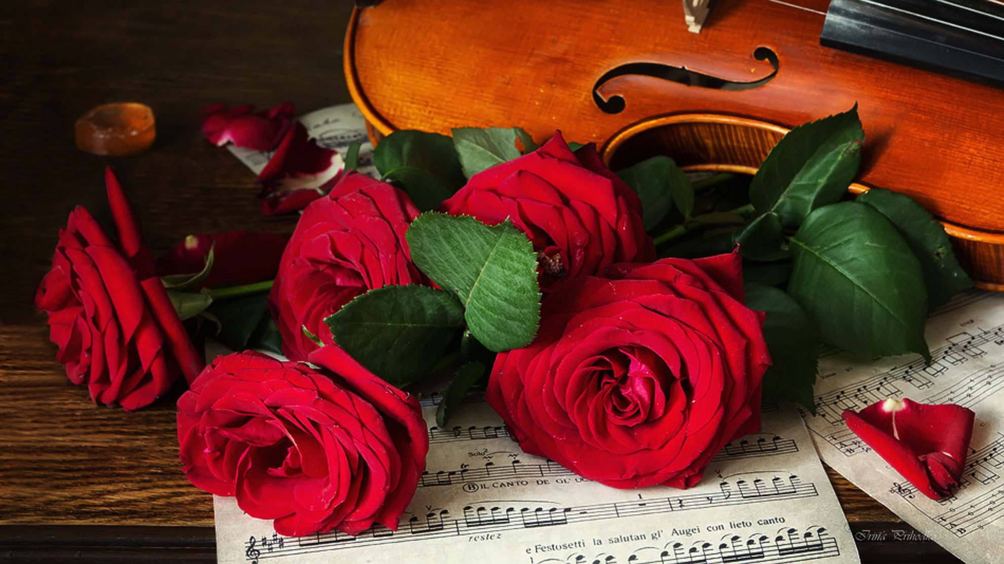 Wallpaper | Home & Living | photo | picture | violin ...