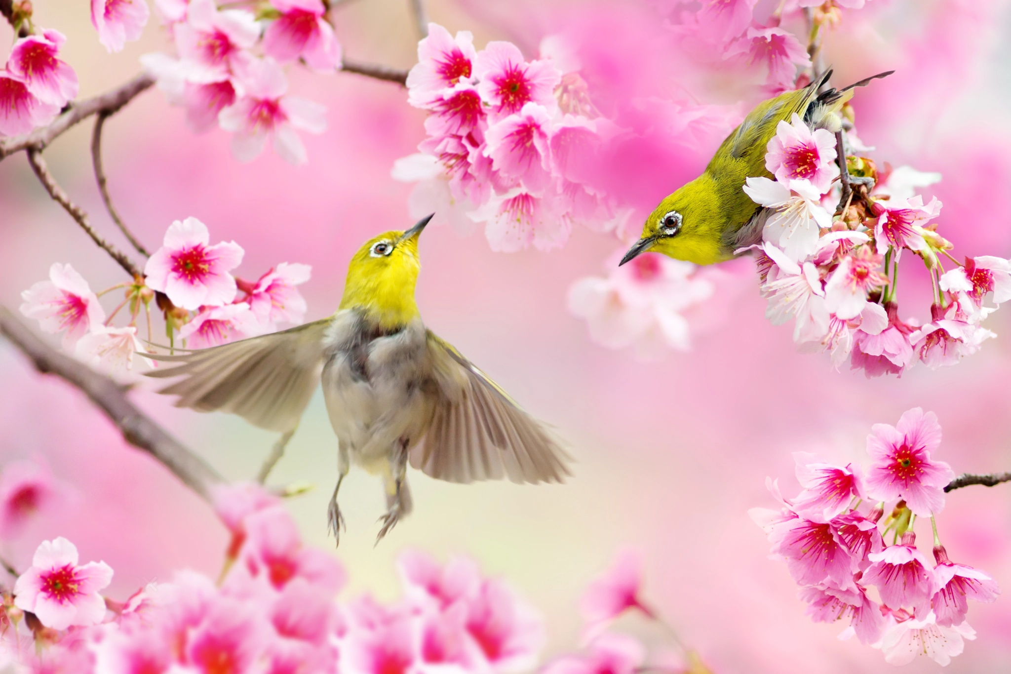 Wallpaper | Animals | photo | picture | birds, birds of the world,  branches, nature, spring