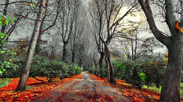 осень, дерево, листья, рок, зеленый, патч
