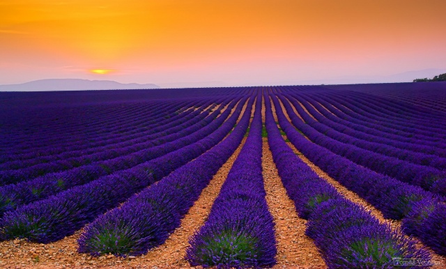 France, plantation, lavender, field