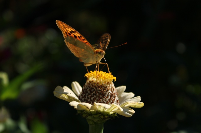 butterfly, flower, summer