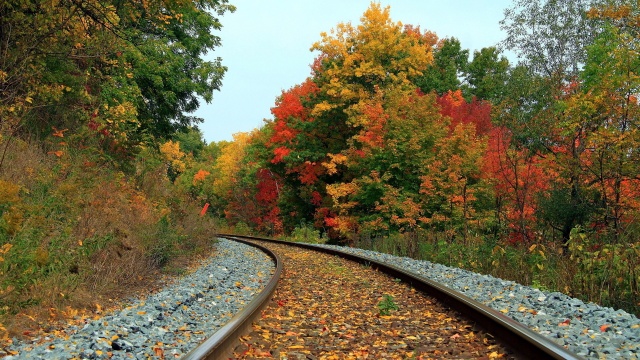 залізничний дорога, ліс, осінь, листя