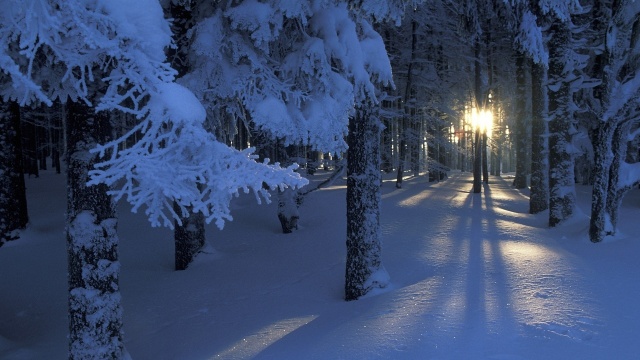 зима, снег, лес, деревья, ветки, солнце, сияние, свет