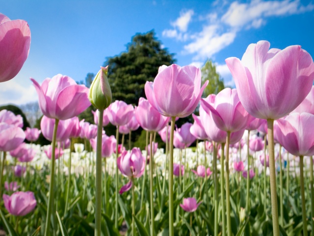 růžové, tulipány, pozadí, strom, nebe, květiny