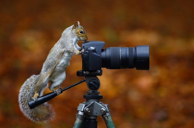 Squirrel, photo, creative, the way, photographer, macro, autumn