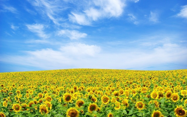 summer, Ukraine, sunflowers, the sky