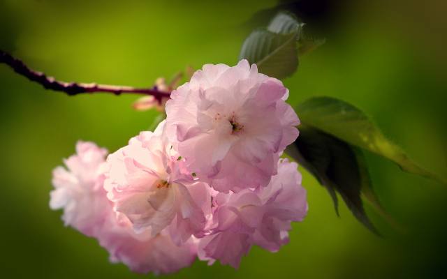 сакура, цвітіння, весна