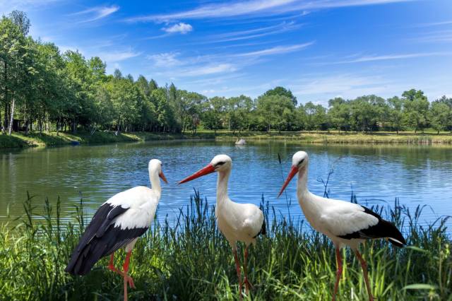 Park, the pond, storks, photoshop