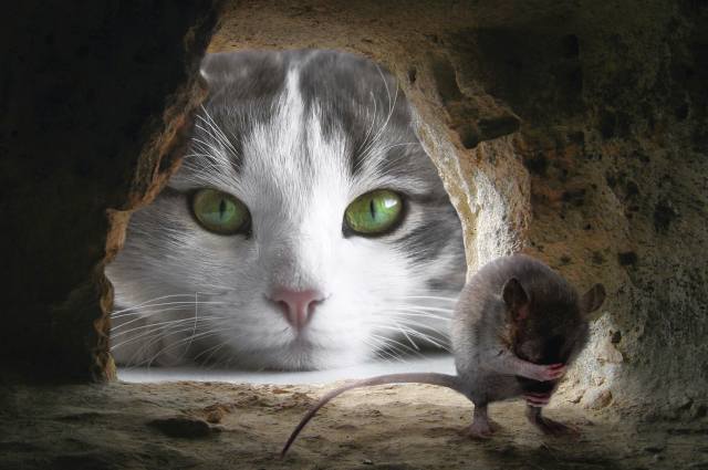 kočka, myš, Nora, photoshop