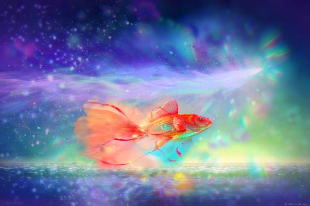 fish, Color, background