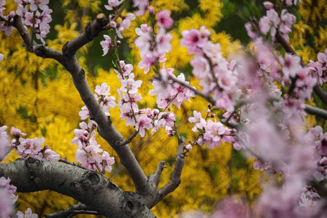 třešně, žlutá, jaro, strom, květiny, příroda