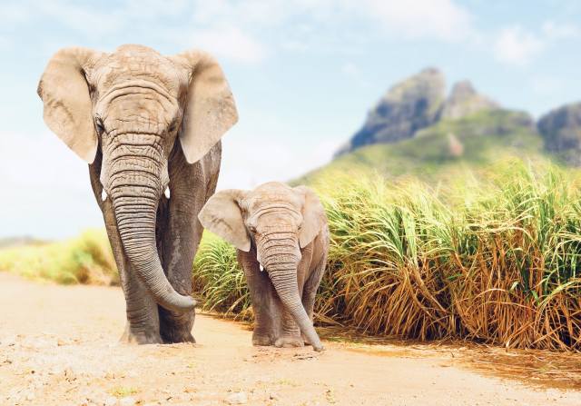 sloni, příroda