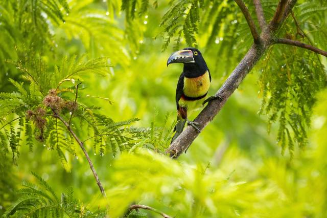 pták, Toucan, арасари, tropický prales, strom