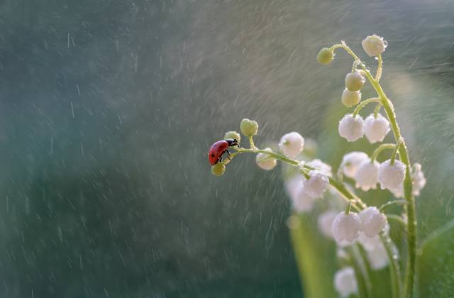 nature, flowers, lilies of the valley, beetle, ladybug, the rain, macro