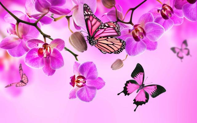 butterfly, pink, orchids, beautiful, flowers