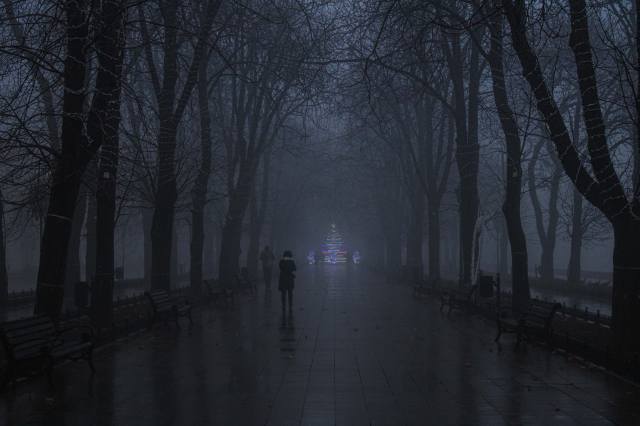 Park, fog, evening, New year, tree, современность