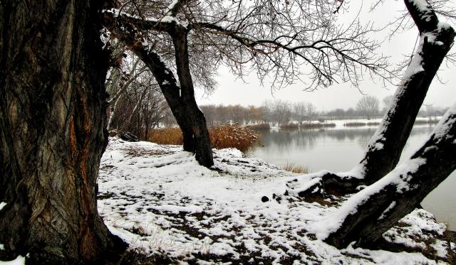 trees, snow, water