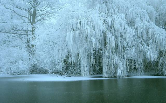 the lake, trees, frost, ice