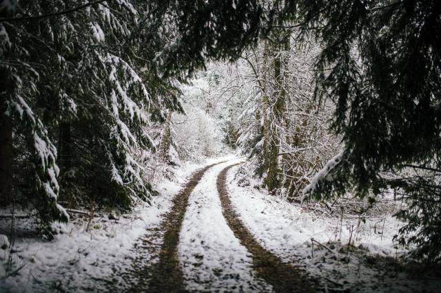 les, sníh, cesta