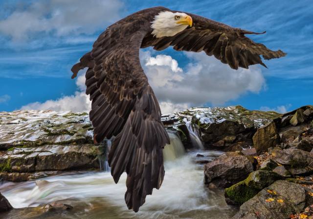 eagle, flight, the sky, mountains, photoshop