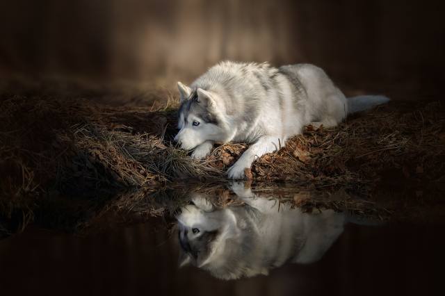Animal, dog, dog, husky, nature, the pond, water, reflection, grass