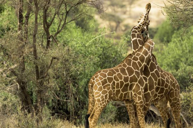 Африка, жирафы