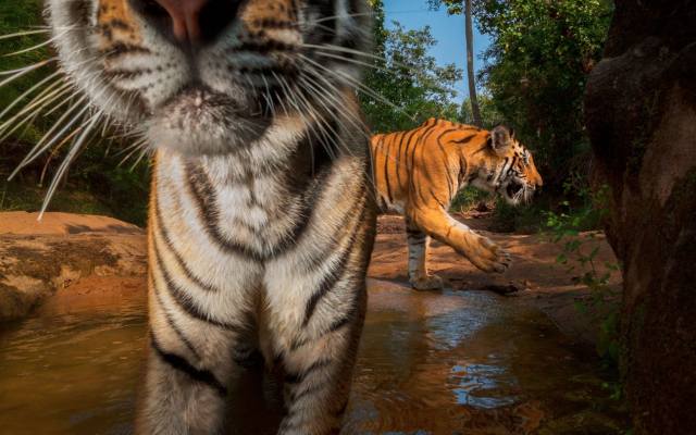 endangered animals, Nepal, wild bengal tigers