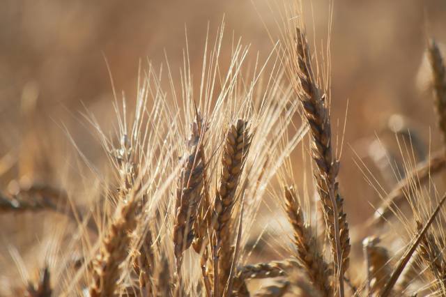 wheat, field, ости