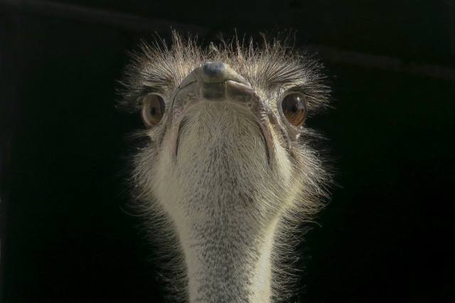 ostrich, head, background