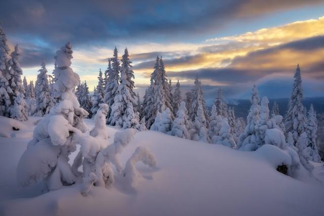 forest, snow, drifts, Сергей Межин