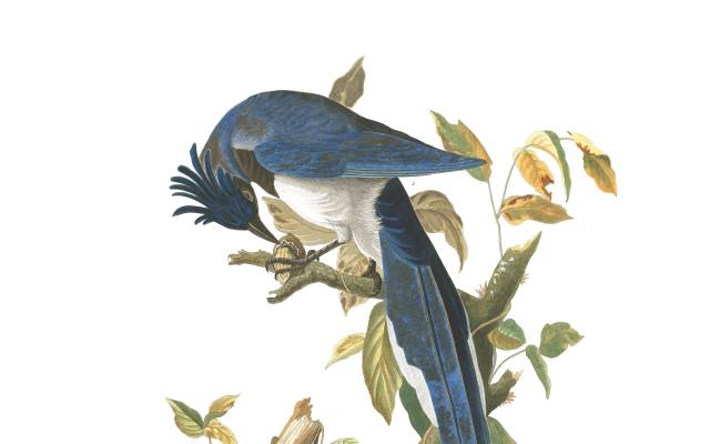 Birds of America, John James Audubon, Columbia Jay