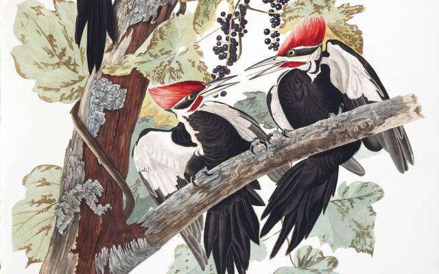 John James Audubon, The birds of America, Pileated Woodpecker, Dryocopus pileatus