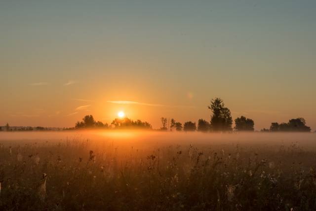 field, dawn, beautiful