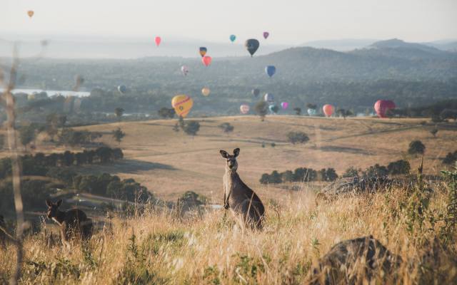 kangaroos, balloon spectacular, Mount Painter, Mount Painter Nature Reserve, Австралия