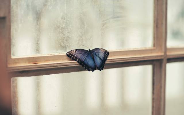 butterfly, window, minimalism