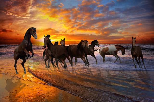 koně, stádo, pláž, barvy
