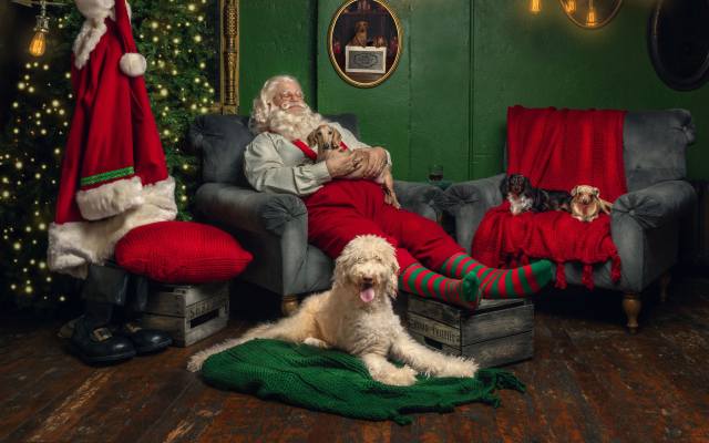 Santa Sleeps, dogs, christmas