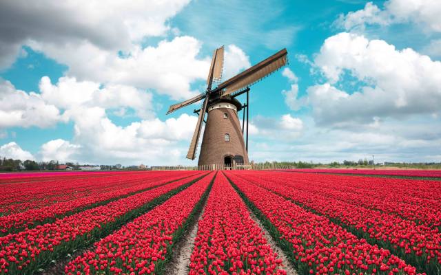 tulip field, holland, windmill