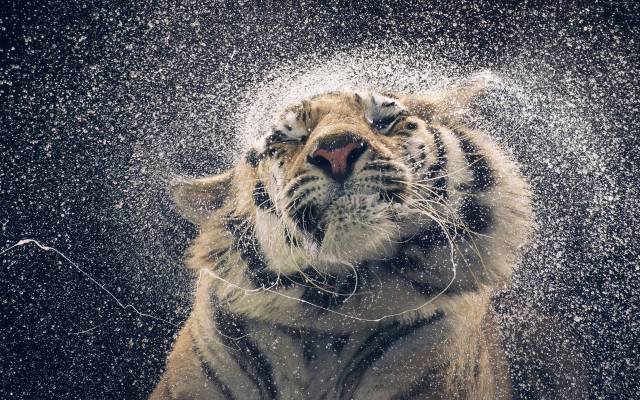 animals, Tiger, furiously shakes its head, drops