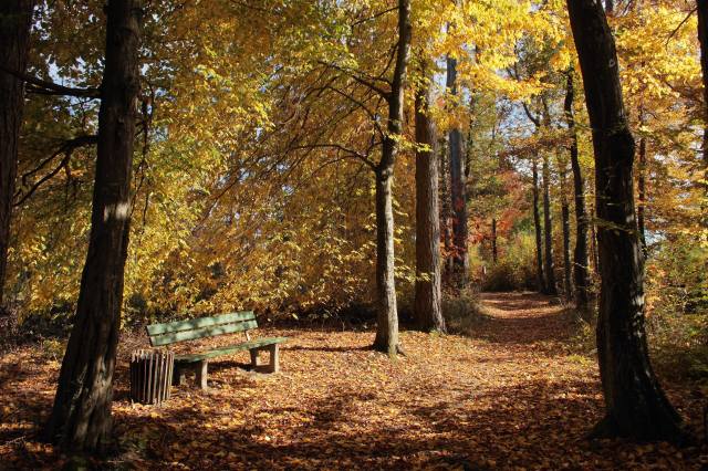 Park, bench, autumn