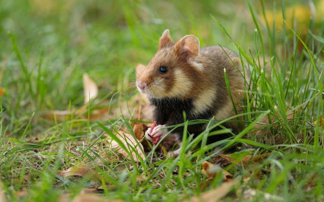 wildlife, European Field Hamster, животные