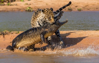 nature, the opposition, Jaguar, alligator, river, the pond, fight, fight, beautiful