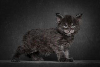 Maine Coon, kitten, cat, black, background