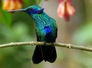 hummingbirds, bird, birds of the world, beauty