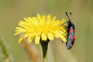 dandelion, beetle, macro, flower, beauty