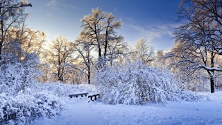 снег, лес, сугробы, зима, белое