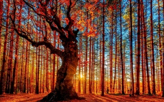 осінь, кольори, дерева, гора, листя, трава, сонце освітлює